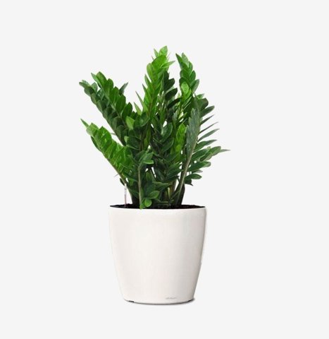 ZZ Plant in White Ceramic Pot