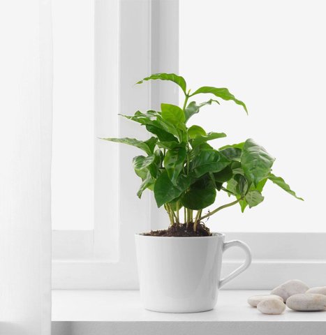 Coffee Plant, Windowsill Size
