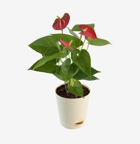 Red Anthurium in Cream Pot