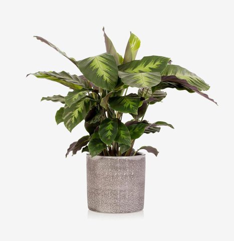 Calathea in Jute Pot