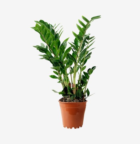 ZZ Plant in Terracotta Pot