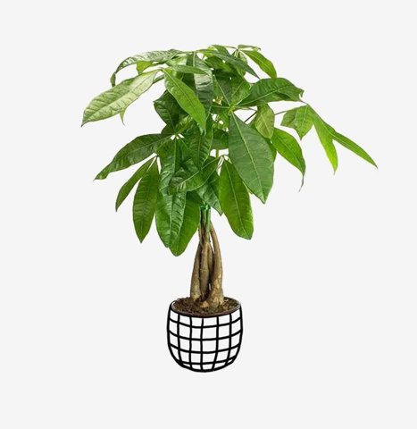 Braided Money Tree in Wire Basket