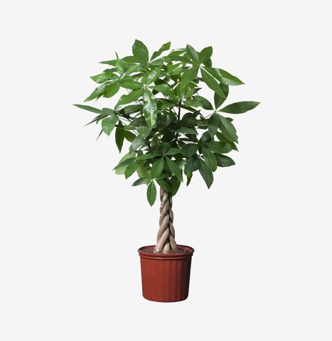 Money Tree in Terracotta Pot