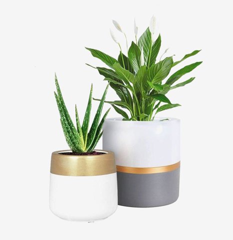 Aloe and Peace Lily Duo