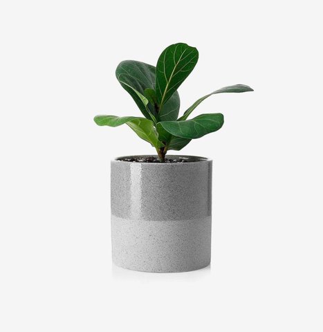 Fiddle Leaf Fig in Concrete Pot
