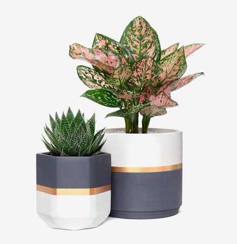 Aglaonema and Succulent Set