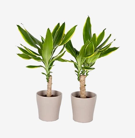 Dracaena Twin Set