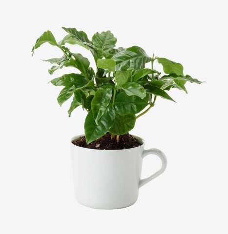 Coffee Plant in Ceramic Mug Pot
